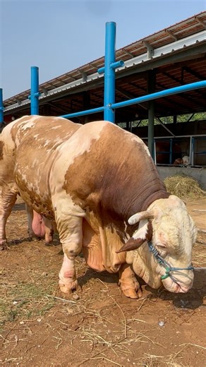 Juara sapi terbesar #sapi #cow #bull | Revan Dolan Kandang