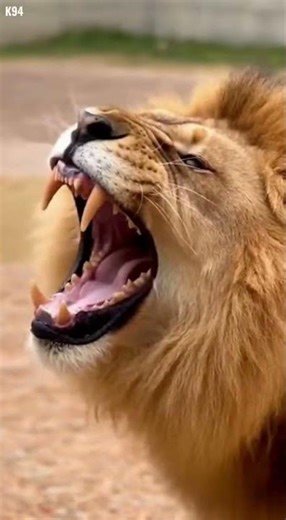 Lion Meets Puppy… What Happens Next? 😳