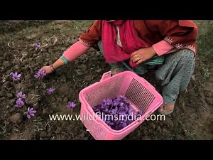 Saffron picking in slow motion