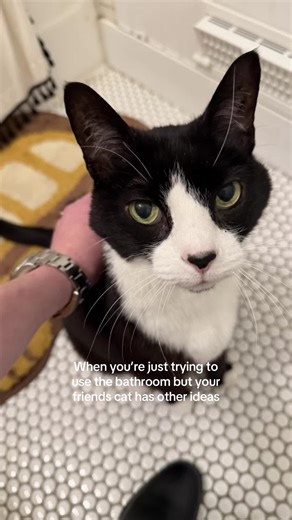 Bathroom Surprise: Cat's Unexpected Encounter