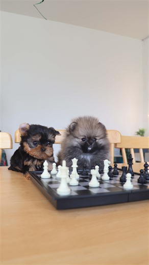 Have you ever seen a cuter Pomeranian and Yorkie Duo playing chess? I don’t think so! Checkmate ♟️🐾 | Foufou's Teacup Puppies