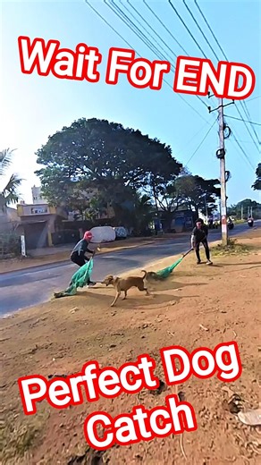 Main Road Gojo Dog Catch #shorts #ytviral #pets #dogwithpublicsafety #dog #amazing
