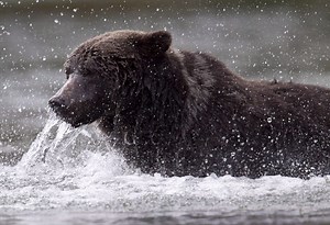 Canada’s grizzly bears are being threatened by new roads, study says