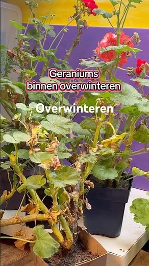 Zo overwinter ik mijn geraniums op zolder: veel licht, sterke planten!