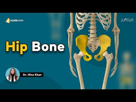 Hip Bone | Introduction | Skeleton Anatomy Made Easy Video for Medical Students I V-Learning™