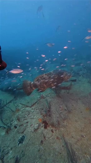 Have you ever dived with Giants? The annual spawning of the aptly named Goliath Grouper is nothing short of incredible, drawing divers to the warm waters of southeast Florida to witness the gentle giants in action. “Diving with Goliath Groupers is an experience unlike any other. It’s wild to think they were once on the brink of extinction due to overfishing, but thanks to strong conservation efforts, we get to encounter them every year here in South Florida. Their resilience is inspiring and a r