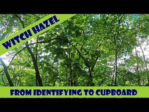 Witch Hazel - Identifying and Making Distilled Witch Hazel