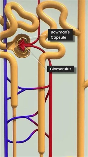 Glomarulus and Bowmans Capsule