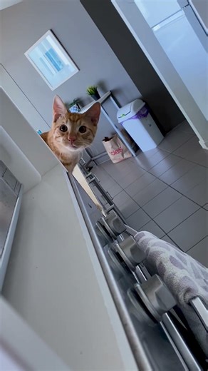 These Geico animals are not playing around these days! 🤣 There is no escape!!