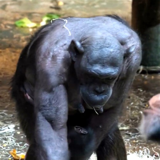 NEWBORN CHIMP !! 3 Day Old Baby Chimpanzee Exclusive Video #monkey | AnimalLovely