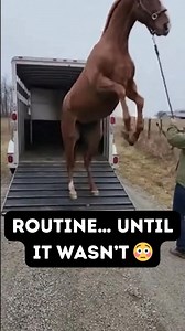 Routine… Until It Wasn’t 😳 RAMP REAR RESET 🐎😬 Normal unload… Two calm steps… SURPRISE REAR CHECK ☠️ Smooth step-down ✅ Lead rope snap ❌ Calm voice → instant reset ✅ Horse bloopers don’t care how routine it looks 🤠😂 (Stayed cool — that’s how you do it.) Shared by @trailertension May or may not be generated or edited with AI #HorseBloopers #TrailerRamp #HorseSpook #HandledWell #BarnLife #QuickRecovery #RealHorseMoments | CowGirl Times