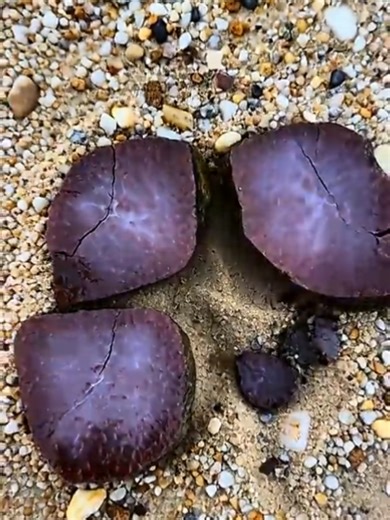 Ferrugionus Quartz: A Unique Gemstone Discovery