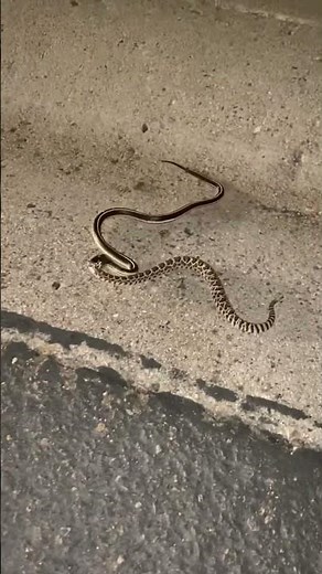 Rattlesnake vs King Snake
