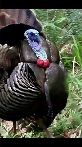 Fired-Up Tom Charges the Decoy Line! #turkeyhunting #wildlife #hunting #g4outdoors #gobblerhunting