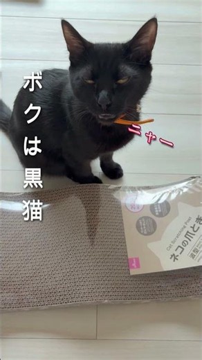 ぼくは黒猫 爪とぎ #保護猫 #黒猫 #ねこのいる生活