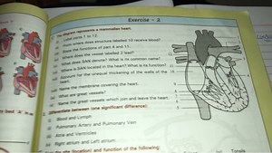 The diagram represents a mammalian heart.   (i) Label parts 1 ... | Filo