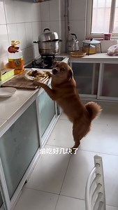 You are so annoying, right Why do you like to meddle in other people's business I hate you!😂😂 #doglover #smartdog #funny | Please call me Fatty