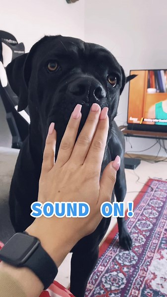 #canecorso #canecorsoitaliano #sound #dogsound #barking #barkingchallenge #barkatyourdogchallenge #italianmastiff #bigdog #happydog
