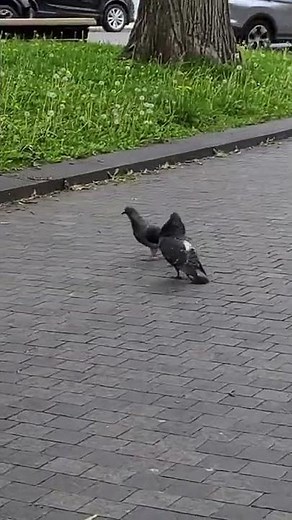 🐦 Pigeon mating ritual