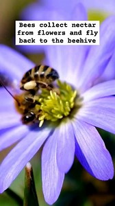 23 reactions · 4 comments | How Honey Is Made   | Black Mountain Honey | Facebook