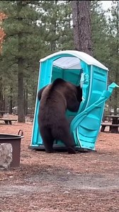 Bear VS Porta-Potty 😂 | Evan Era
