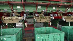 Canning vegetables. An industrial line for processing and canning cucumbers.