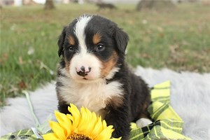 Arthur - Bernese Mountain Dog Puppy CFE271