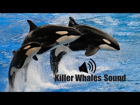 Killer Whales Sound | Animal Sounds