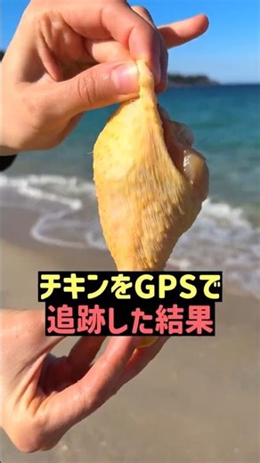 チキンをGPSで追跡した結果