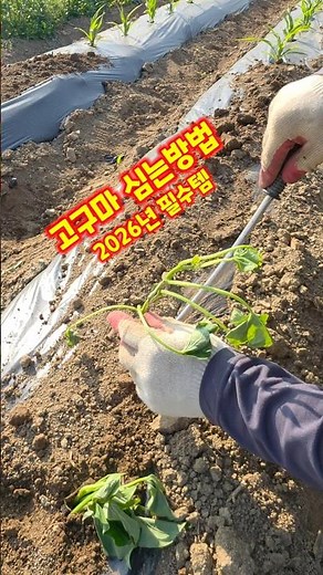 How to plant sweet potatoes, planting tools, essential items, best value for money, Chungbuk Goes...