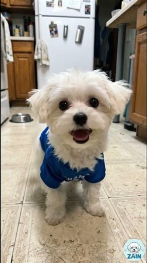 Kitchen Floor Zoomies - Zain the Mini Maltese #cute #pets #puppy