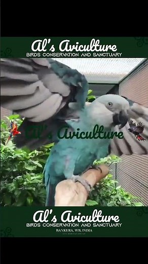 Our Spix Macaws are flying freely in Al's Aviculture | Spix Macaws for Adoption #alsaviculture
