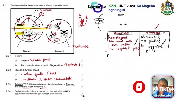 Meiosis Activity for Grade 12 Students - KZN June 2024