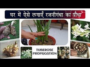 This is how to plant Tuberose plant at home. Tuberose Propagation method full video with complete...