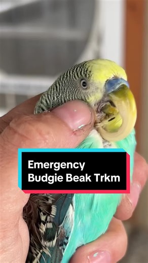 Watch this budgie get instant relief from a severely overgrown beak. An overgrown beak this severe is often caused by liver failure. Liver failure is usually caused by an all seed diet, but since this bird has been getting a fairly good diet with some fresh foods, it's possible he has an inherited liver problem or another issue contributing. Thankfully, the caretaker of this flock has committed to get this individual medical attention, and he will see what can be done to save him. In the meantim