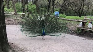 100K views · 7.6K reactions | Today’s moment of zen is also a sign of spring! One of our staff members happened upon this peacock displaying its feathers. A surefire way to brighten up your week. | Bronx Zoo | Facebook