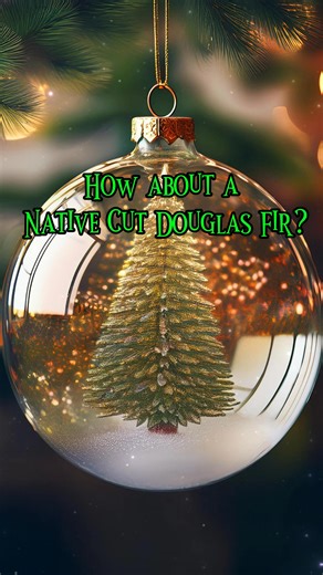 Douglas Fir — A Classic Christmas Favorite To Recap the Reel; The Douglas Fir is one of the most beloved Christmas trees for families who love a full, traditional holiday look. Soft, flat green needles that glow in the light and are gentle to the touch. Flexible and full — great for lighter to medium-weight ornaments. A sweet, fresh, citrusy fir scent that instantly smells like Christmas. Full, dense, and typically wider — perfect for families who love a big, showy tree. A Douglas Fir brings tha