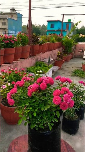 How to grow pink button rose from cutting 🌱💚#flowers #garden #ytshorts #shorts