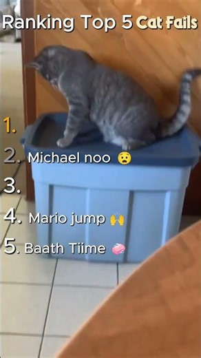 Ranking Top 5 Cat Fails