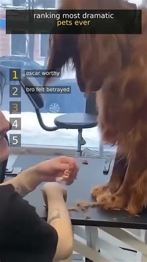 ranking most dramatic pets ever #shorts