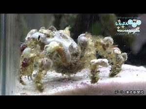 しんぶん水族館（４４）「モクズショイ」（2021/03/07掲載）