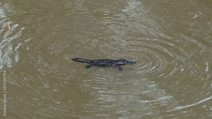 Adult platypus feeding in a creek, far North Queensland, Australia.