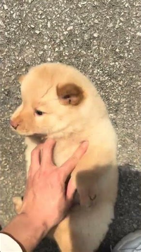 Cute Paws in Prayer: The Dog's Daily Serenity