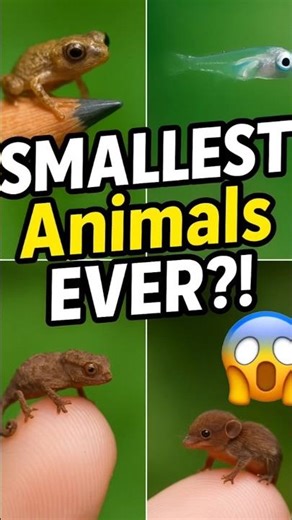 5 Smallest Animals on Earth – You Won’t Believe #1!