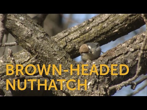 Brown-headed Nuthatch
