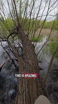 The amazing willow tree!