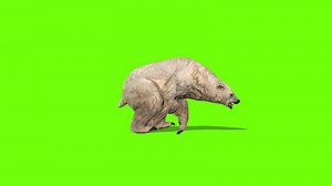 Download Polar Beer Run Animation Green Screen for free