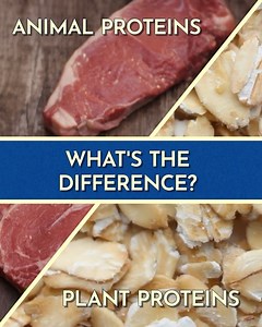 🥙🥩 It feels like everyone today is trying to 'eat more protein'. But is it REALLY that important? Bestselling author & nutrition expert, Dr.Steven Gundry, reveals the answer. Discover the main ways protein affects the body, and the key to better metabolism, weight and energy! Try Pro Plant here 👉 lnk.to/ProPlant | Gundry MD - Nutrition