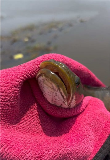 Дресировка Змееголова: секреты успешной рыбалки