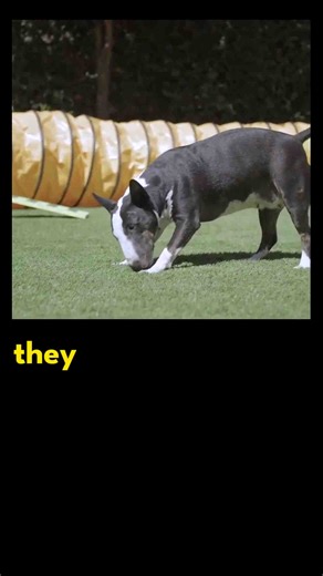 Miniature bull terriers